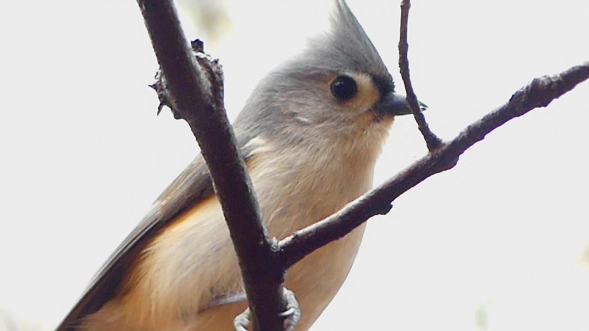 Tufted Titmouse - ML649365750