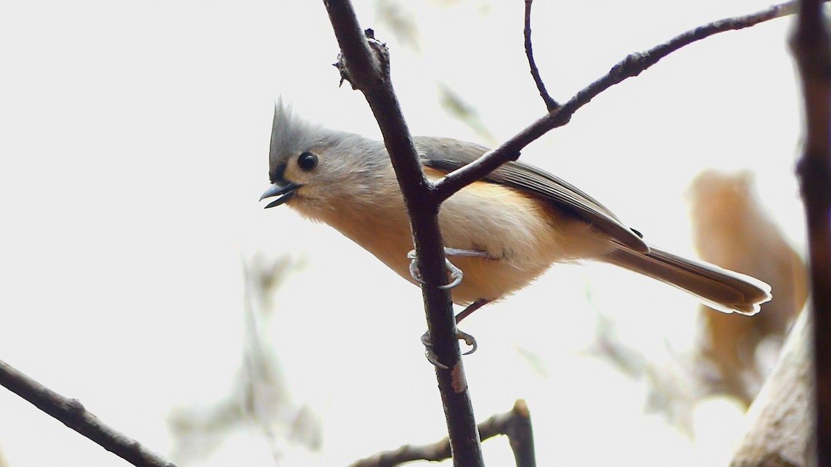 Tufted Titmouse - ML649365751