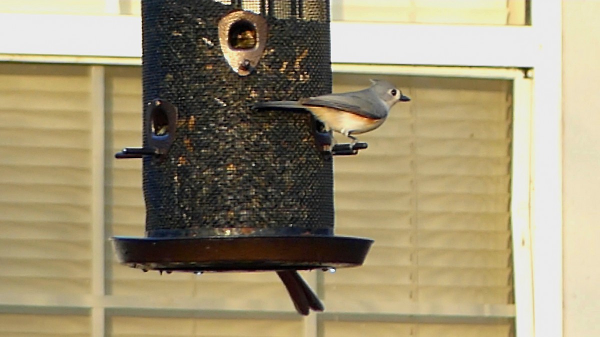 Tufted Titmouse - ML649365752