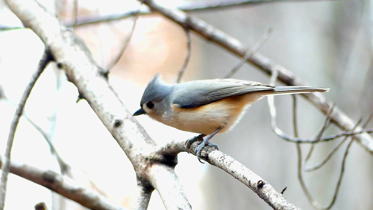 Tufted Titmouse - ML649365753