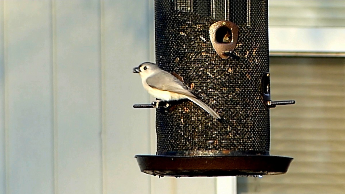 Tufted Titmouse - ML649365754