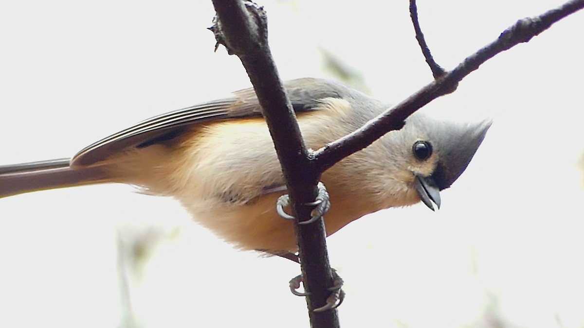 Tufted Titmouse - ML649365755