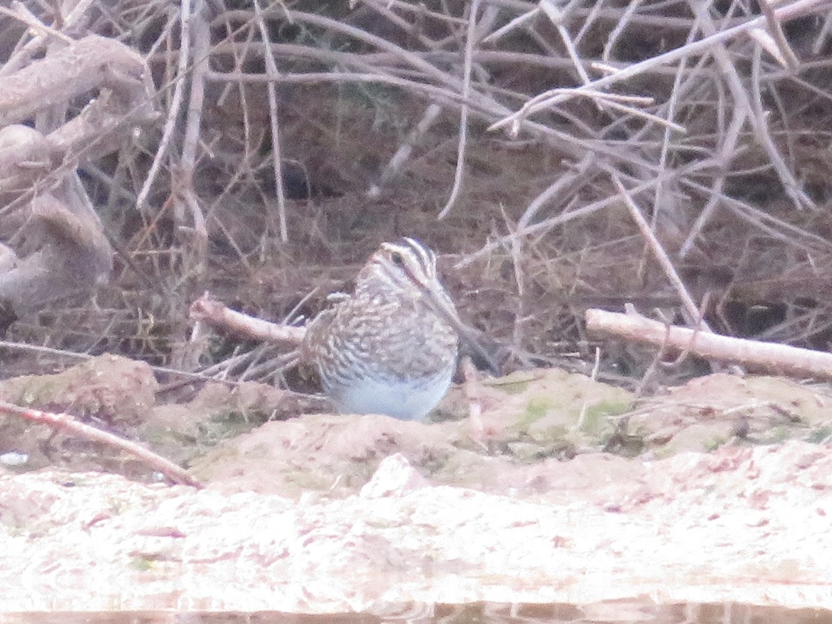 Wilson's Snipe - ML649366363
