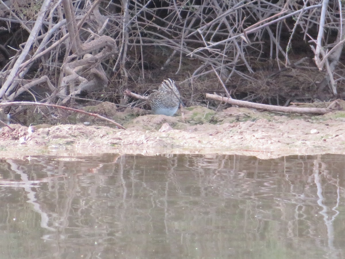 Wilson's Snipe - ML649366364
