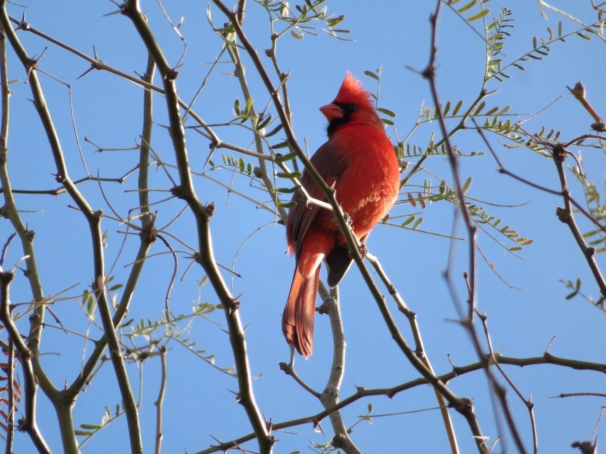 Northern Cardinal - ML649366445