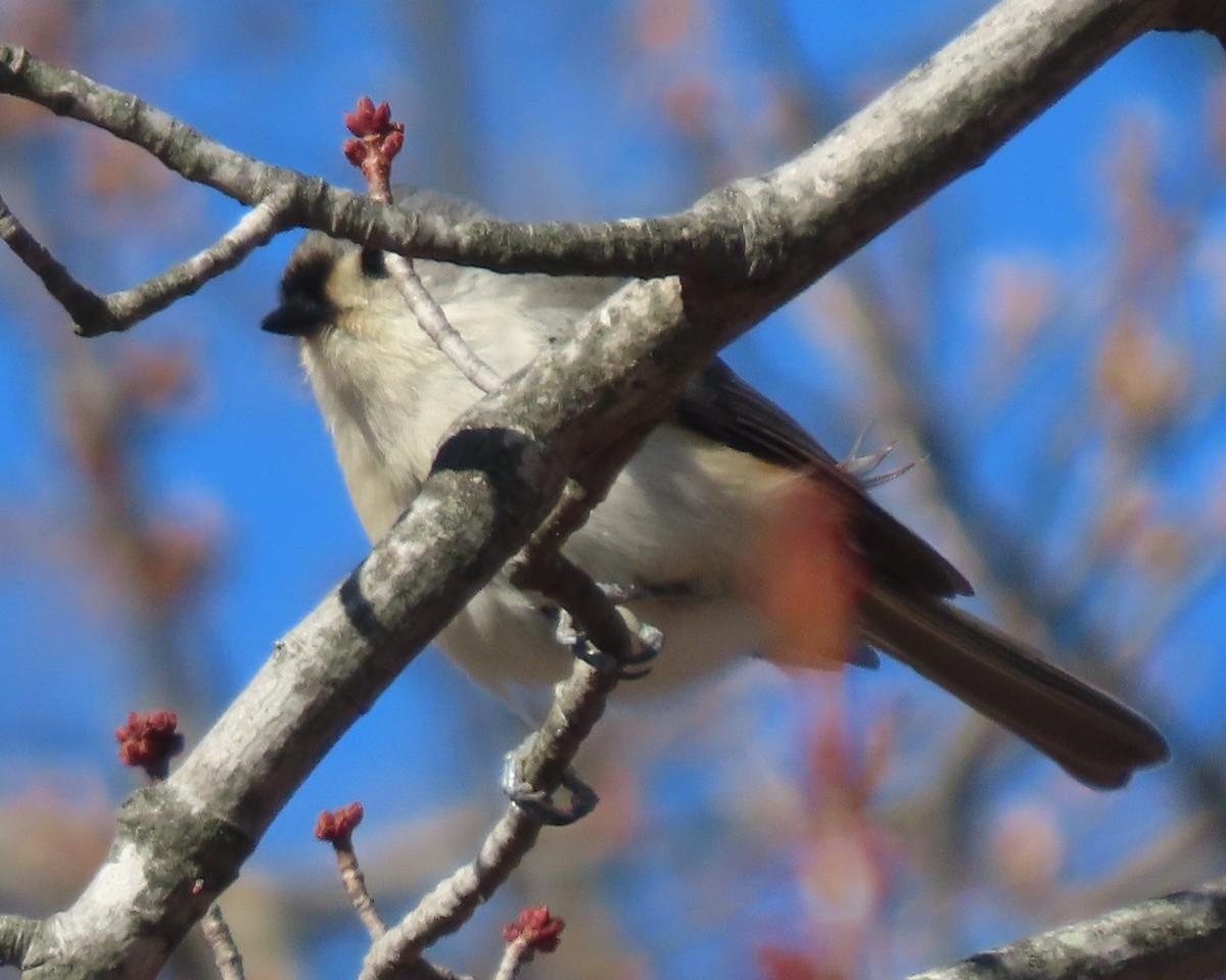 Tufted Titmouse - ML649366527