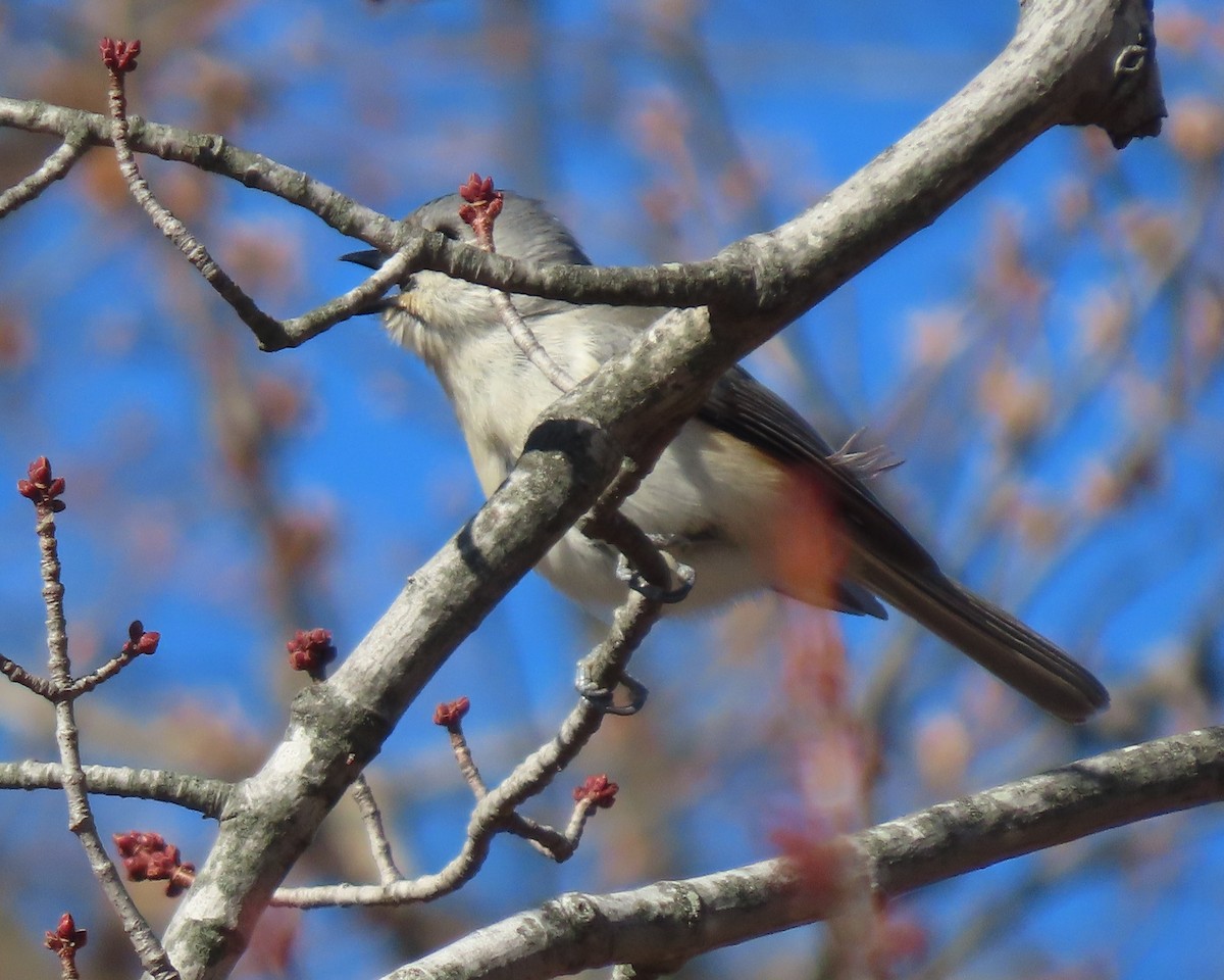 Tufted Titmouse - ML649366528