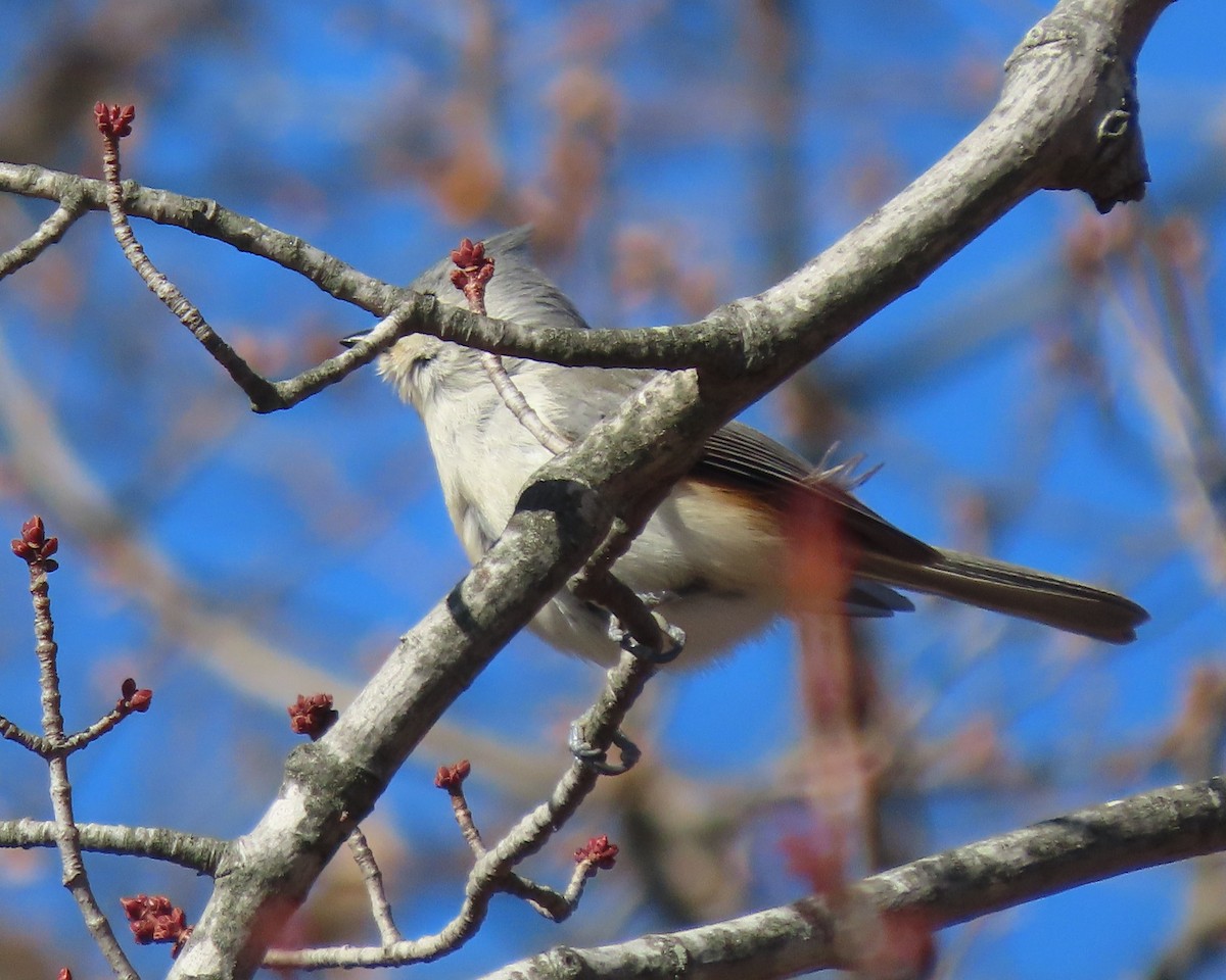 Tufted Titmouse - ML649366529