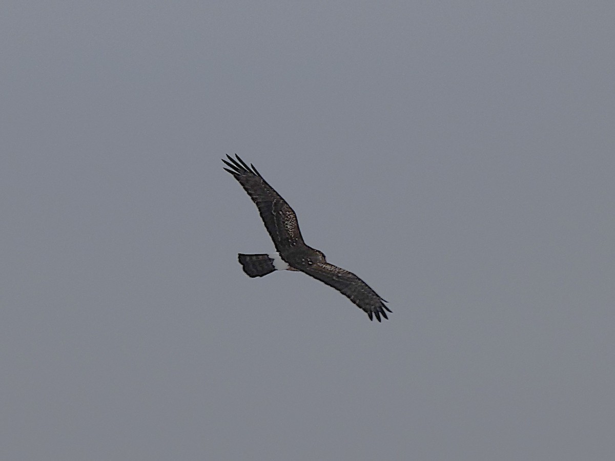 Northern Harrier - ML649367184
