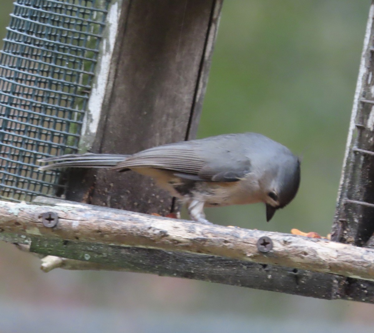 Tufted Titmouse - ML649367249