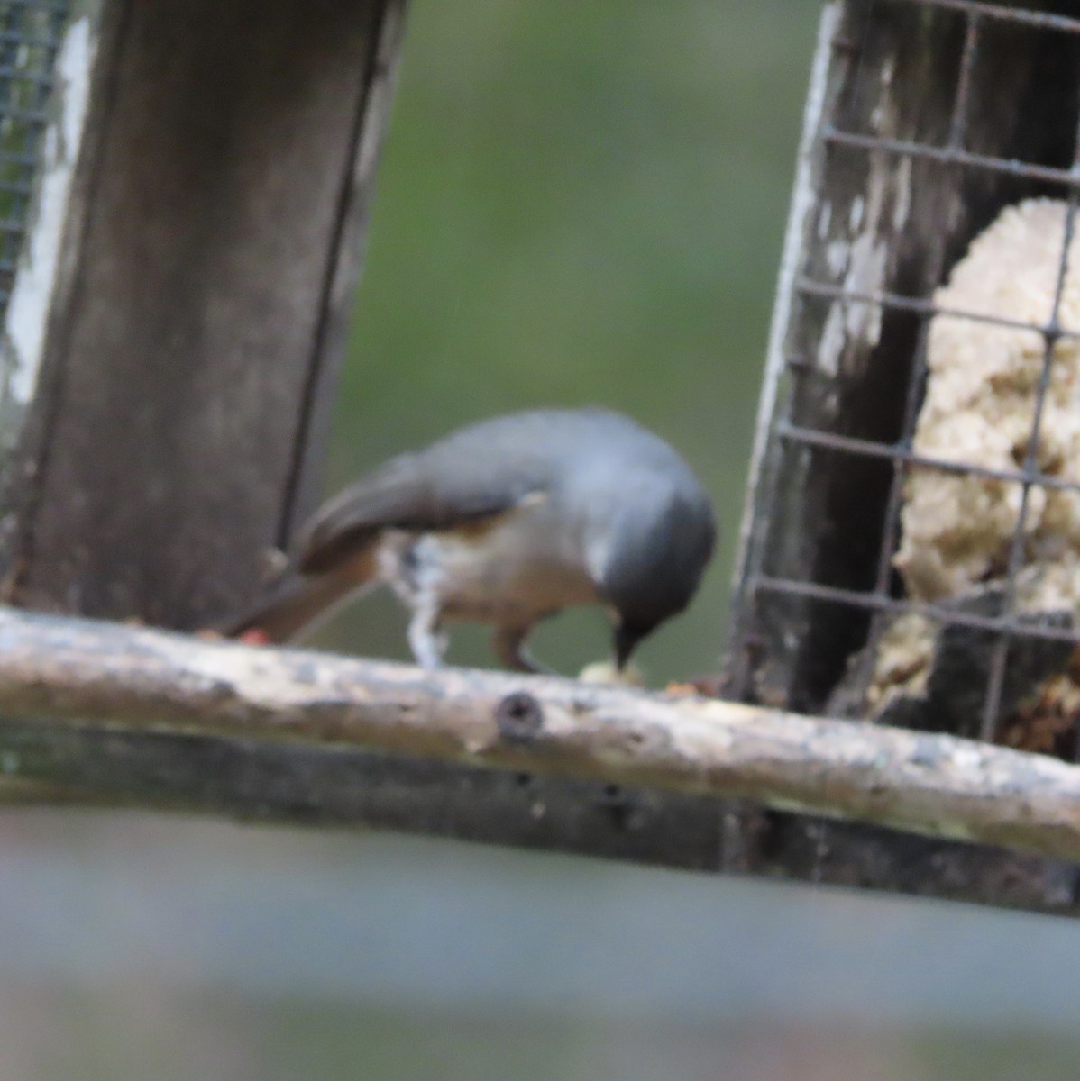 Tufted Titmouse - ML649367251