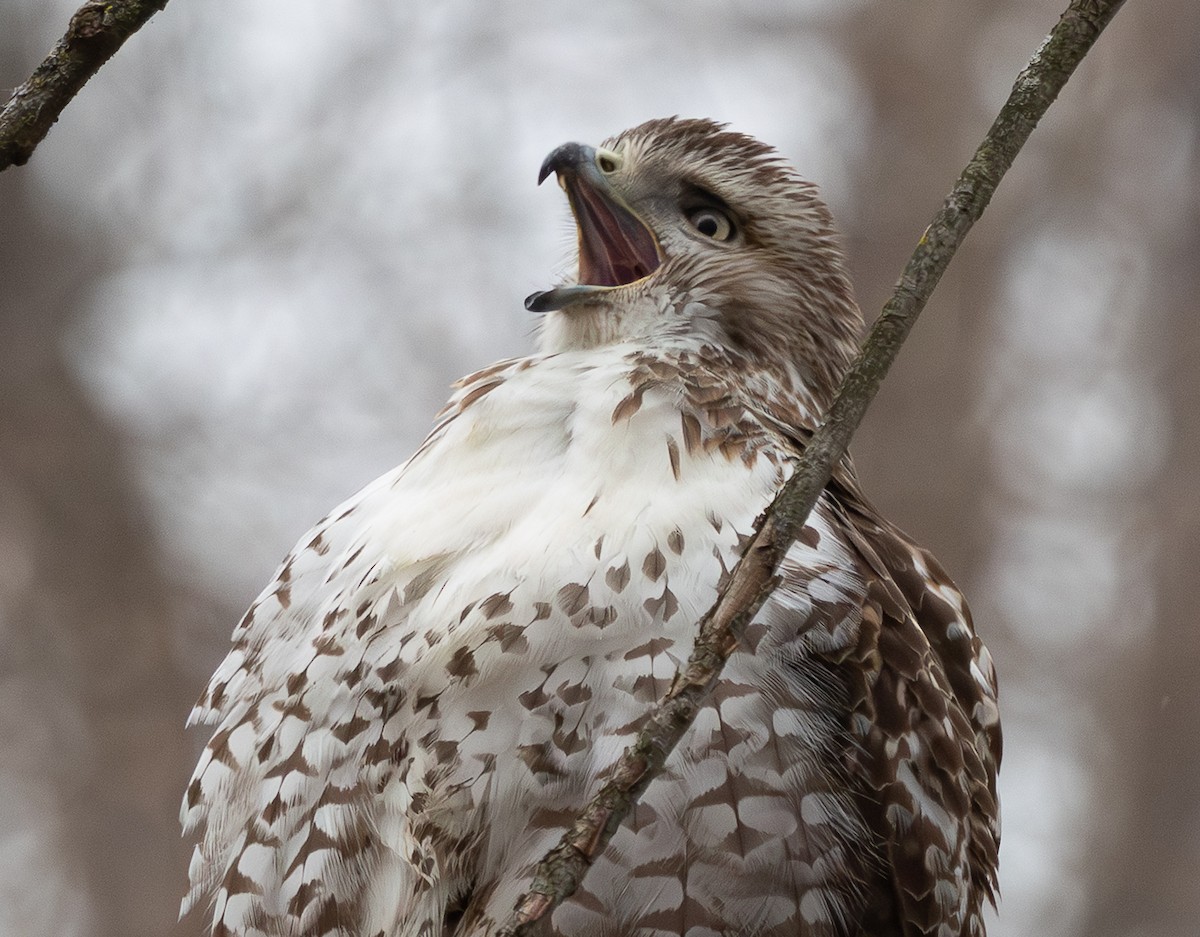 Red-tailed Hawk - ML649367752