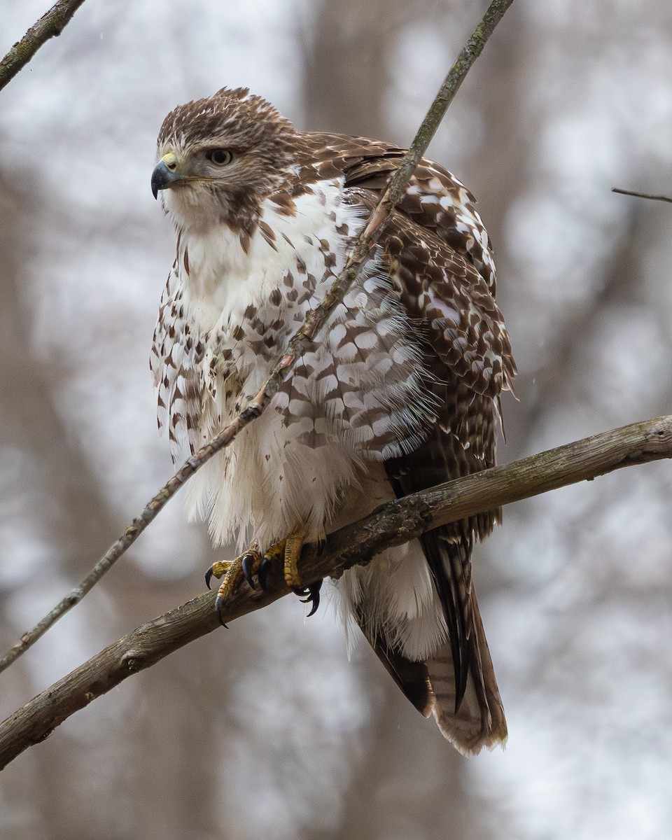 Red-tailed Hawk - ML649367753