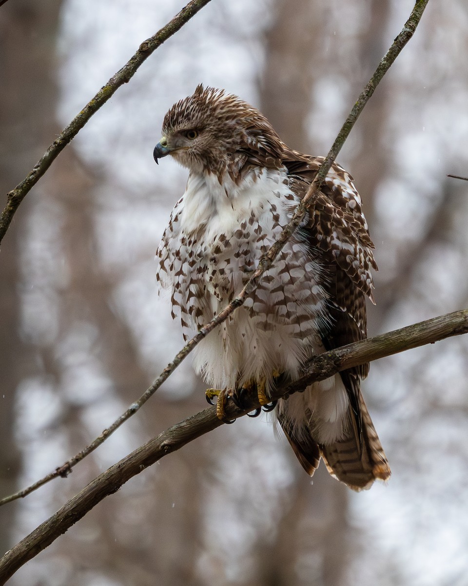 Red-tailed Hawk - ML649367754
