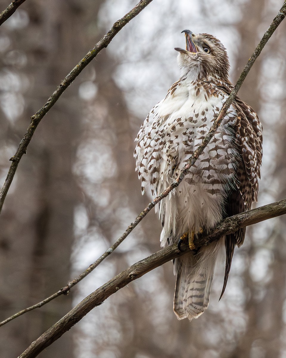 Red-tailed Hawk - ML649367755