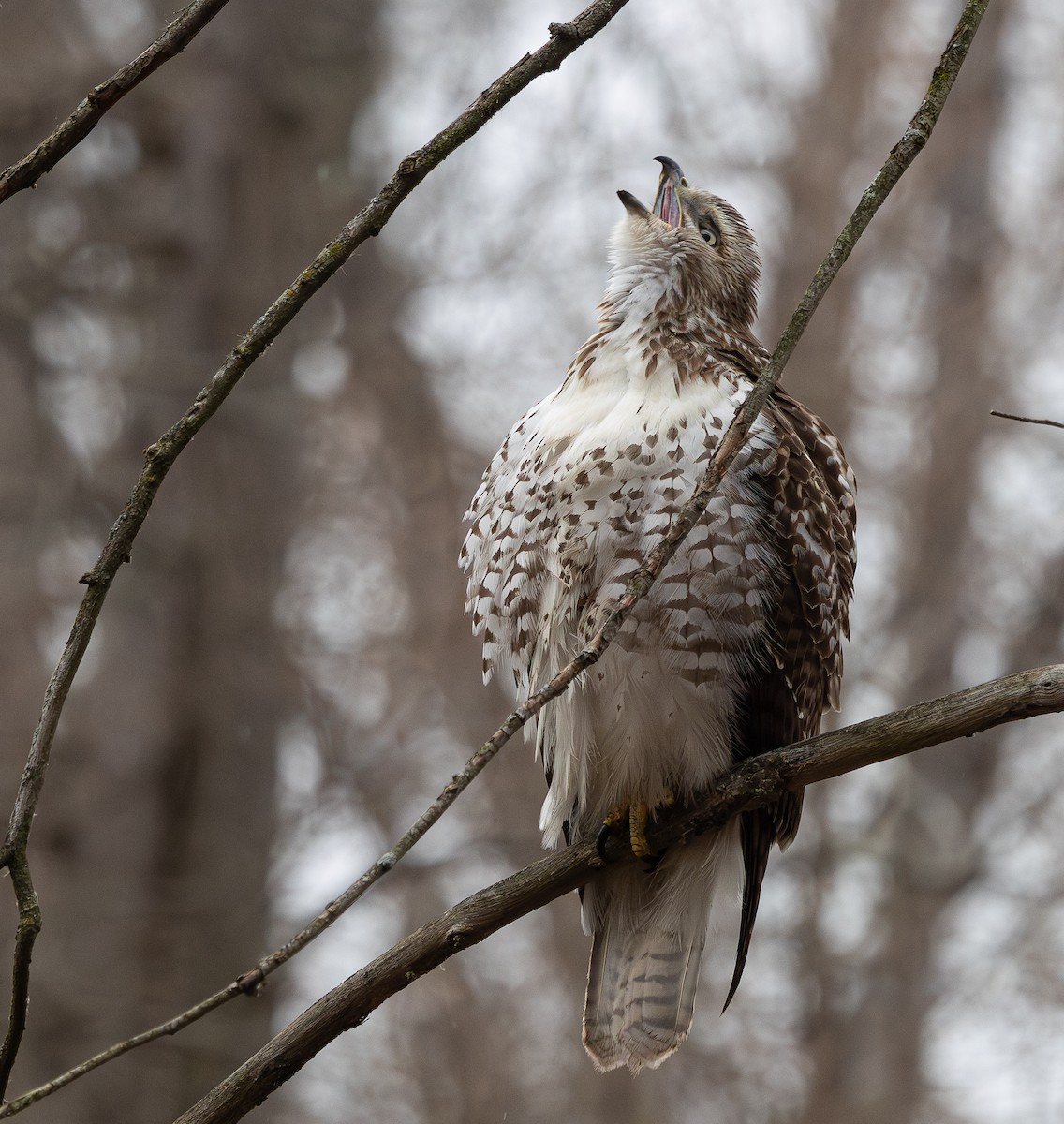 Red-tailed Hawk - ML649367756
