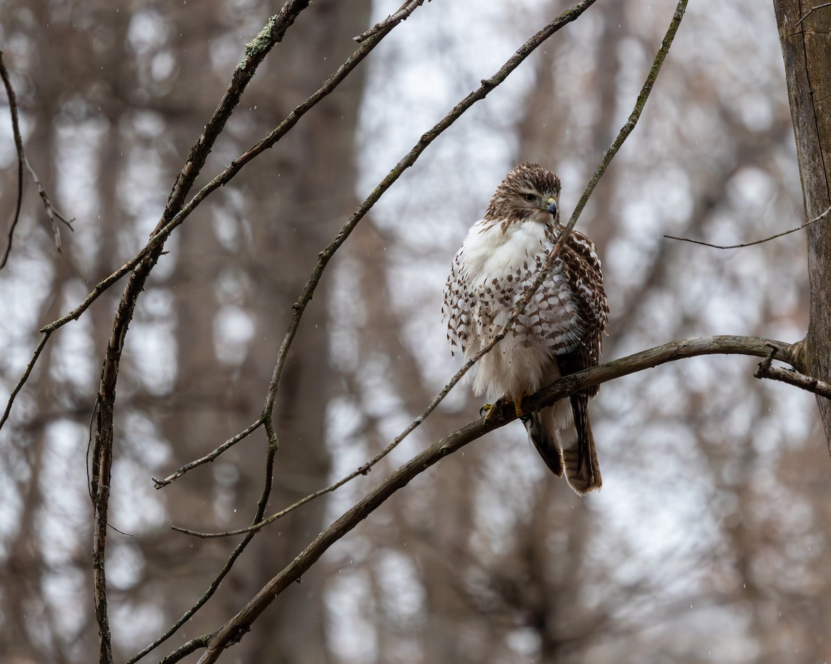 Red-tailed Hawk - ML649367758