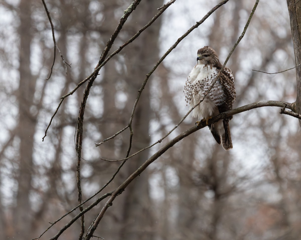 Red-tailed Hawk - ML649367759