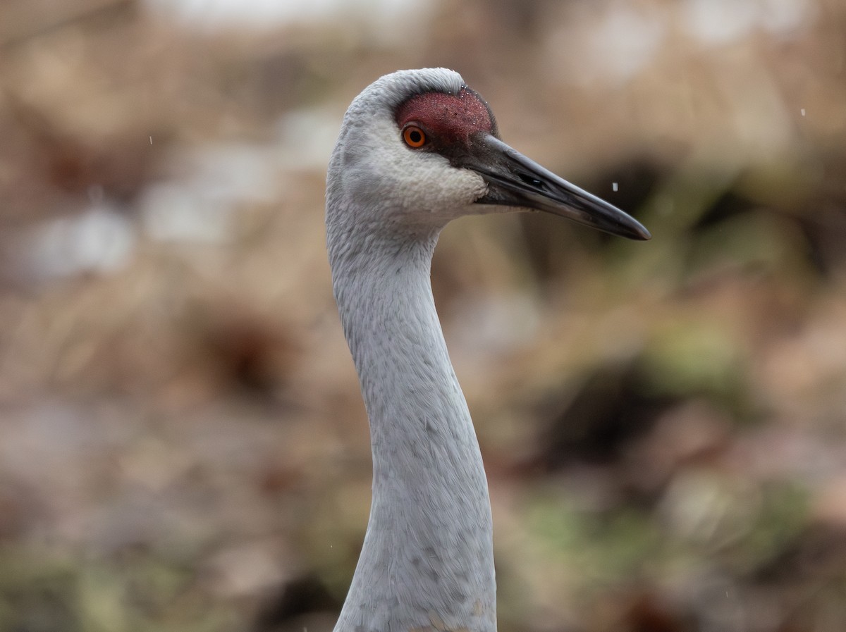 עגור קנדי - ML649367822