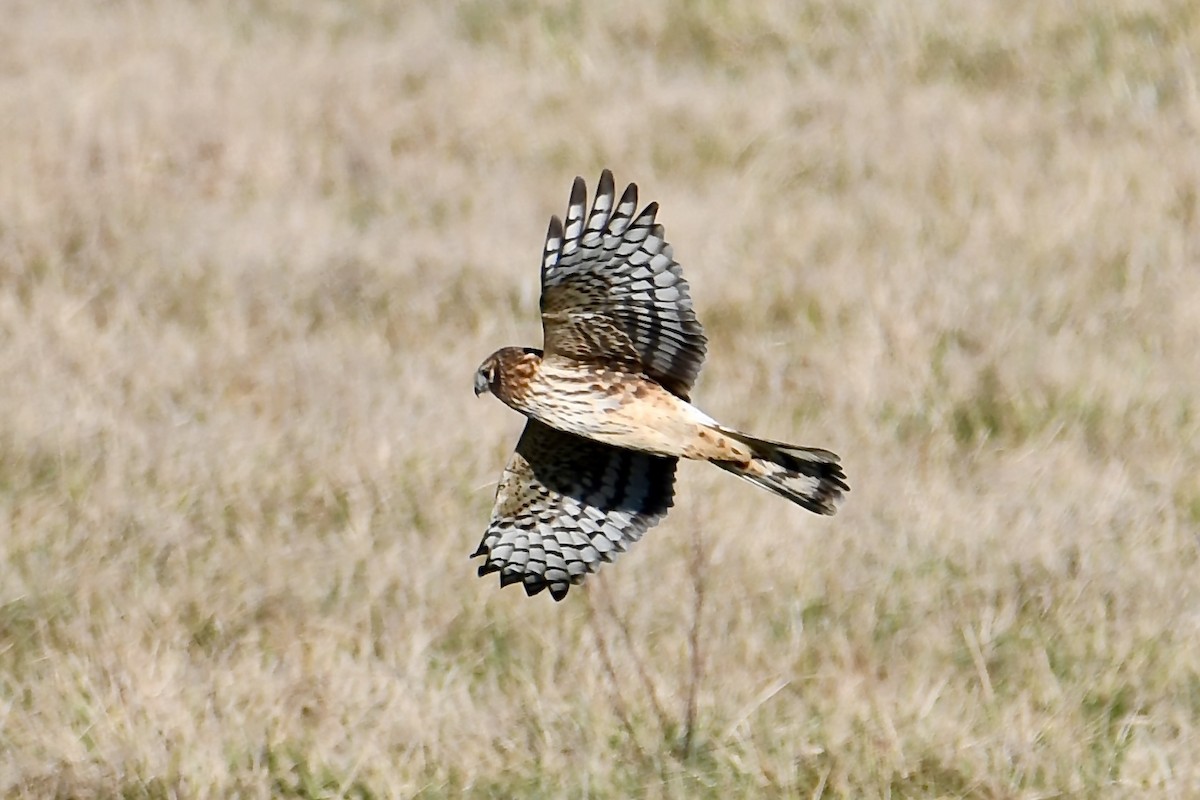 Northern Harrier - ML649367889