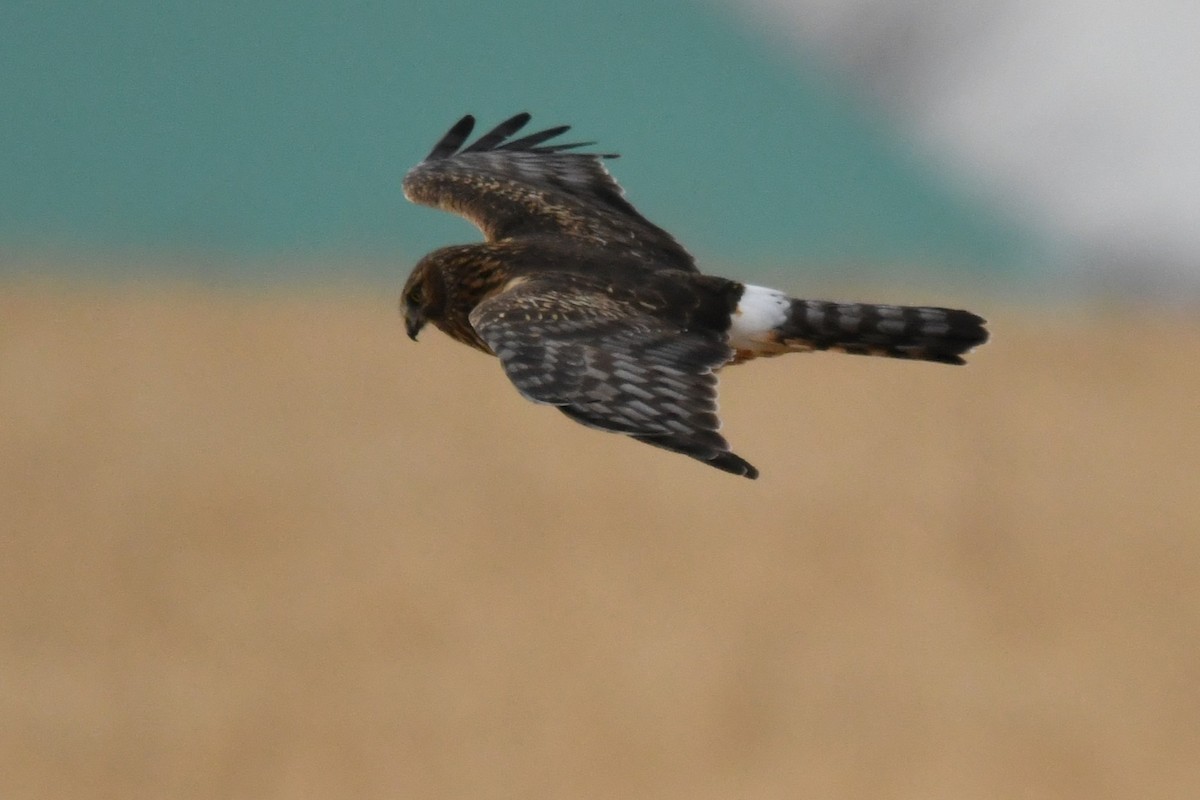 Northern Harrier - ML649368227