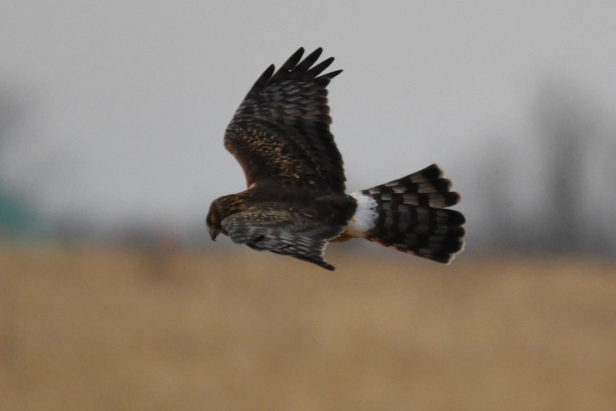 Northern Harrier - ML649368228