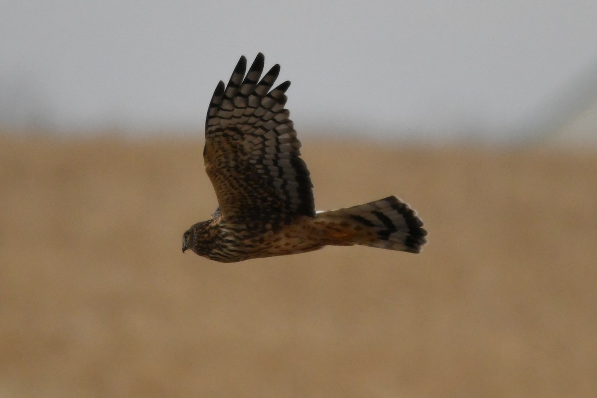 Northern Harrier - ML649368229