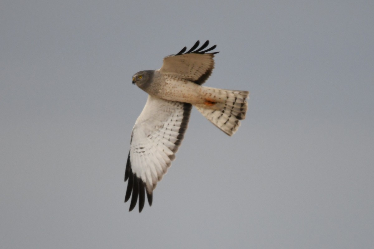 Northern Harrier - ML649368230