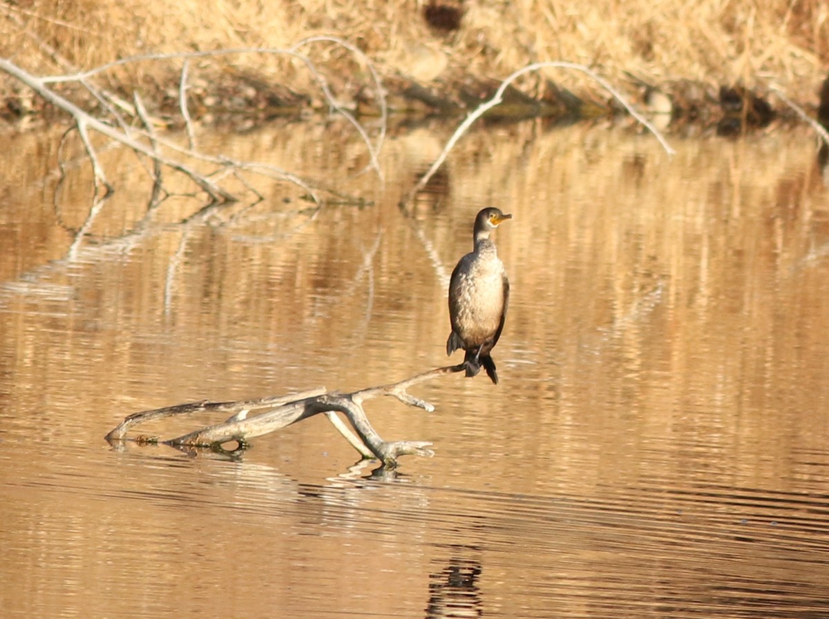 Cormoran à aigrettes - ML649368453