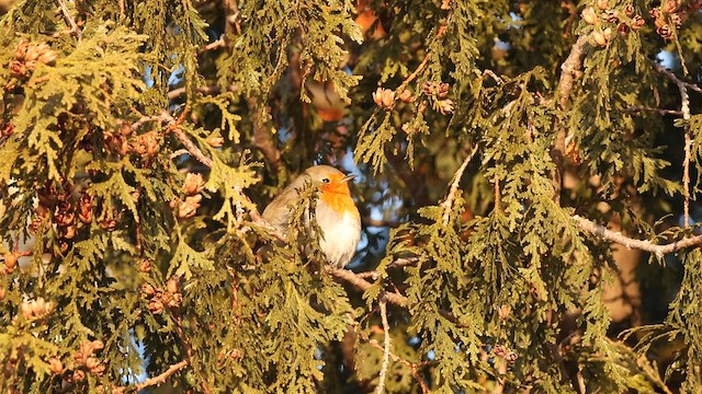 European Robin - ML649368609