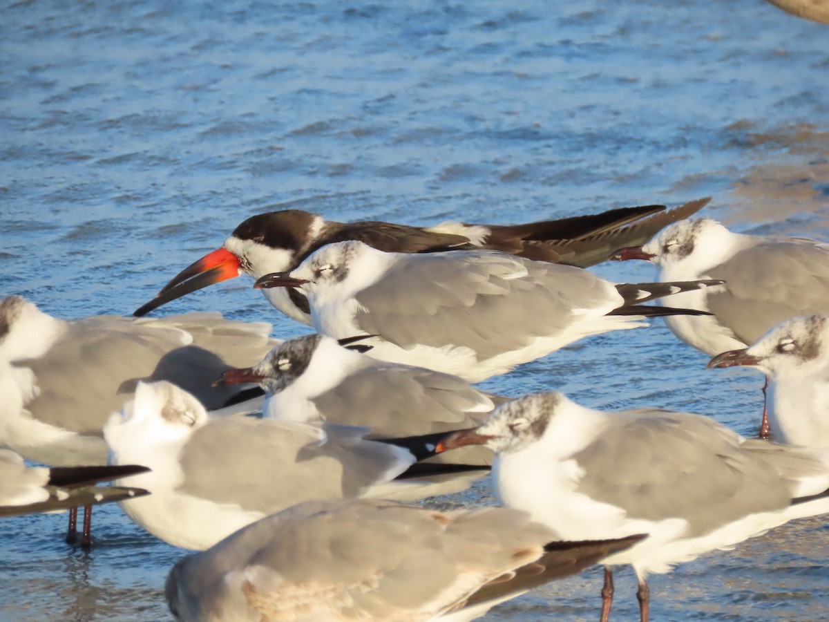 Gabbiano sghignazzante - ML649368848