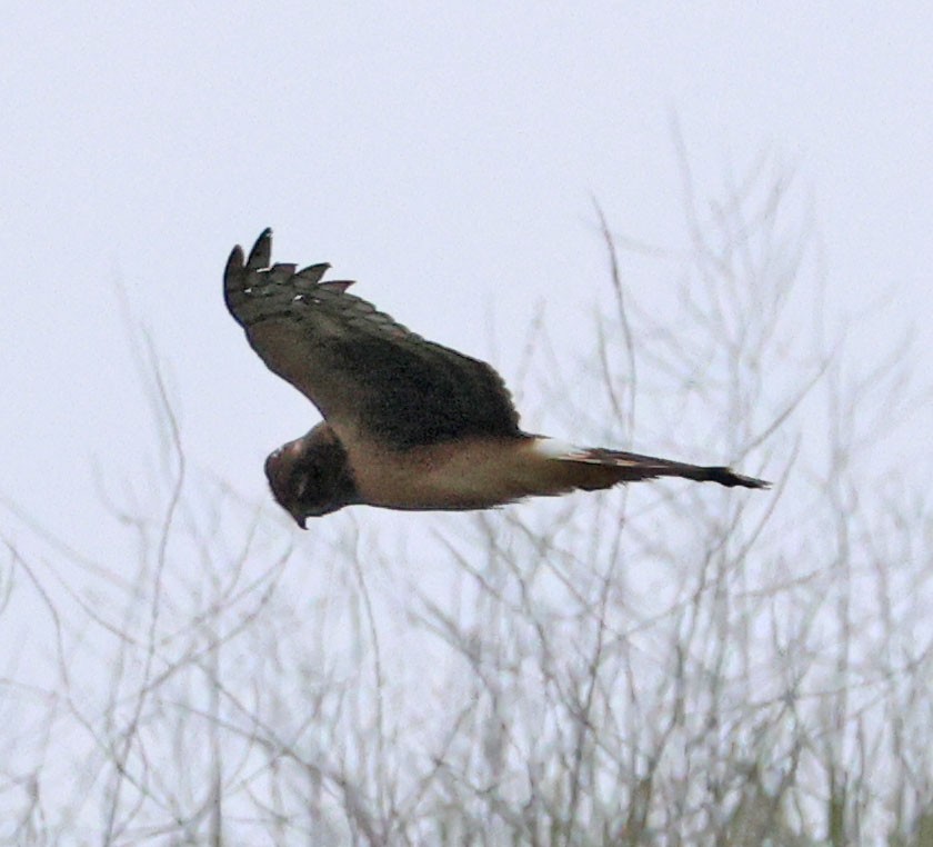 Northern Harrier - ML649368920