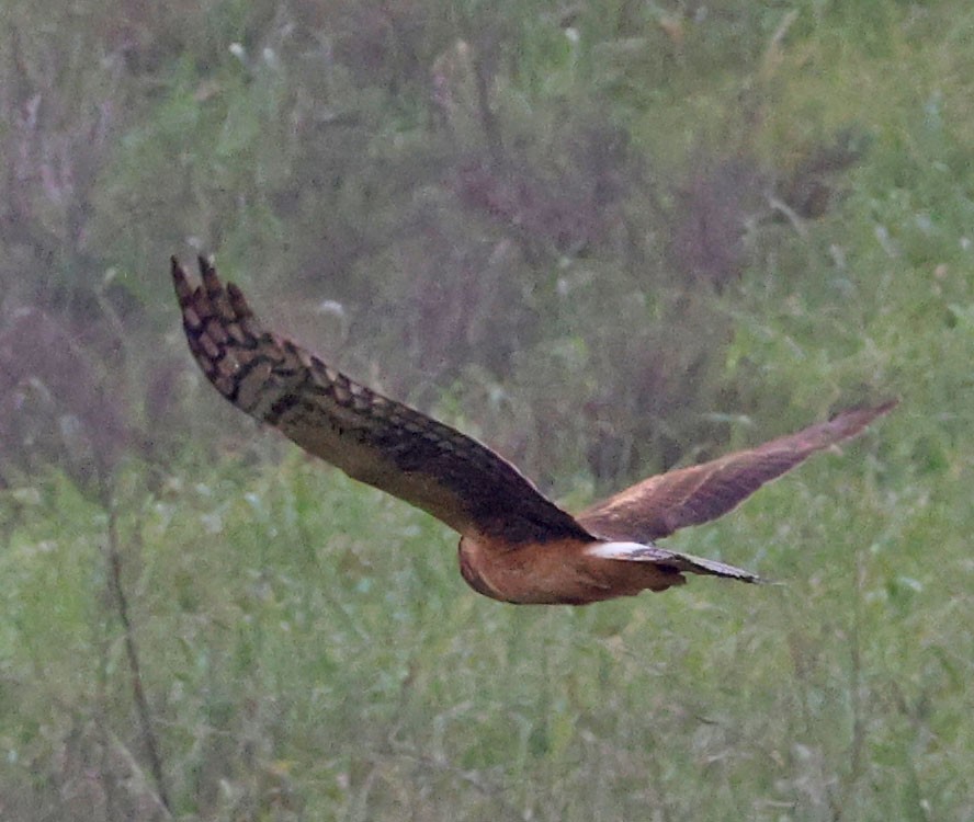Northern Harrier - ML649368921