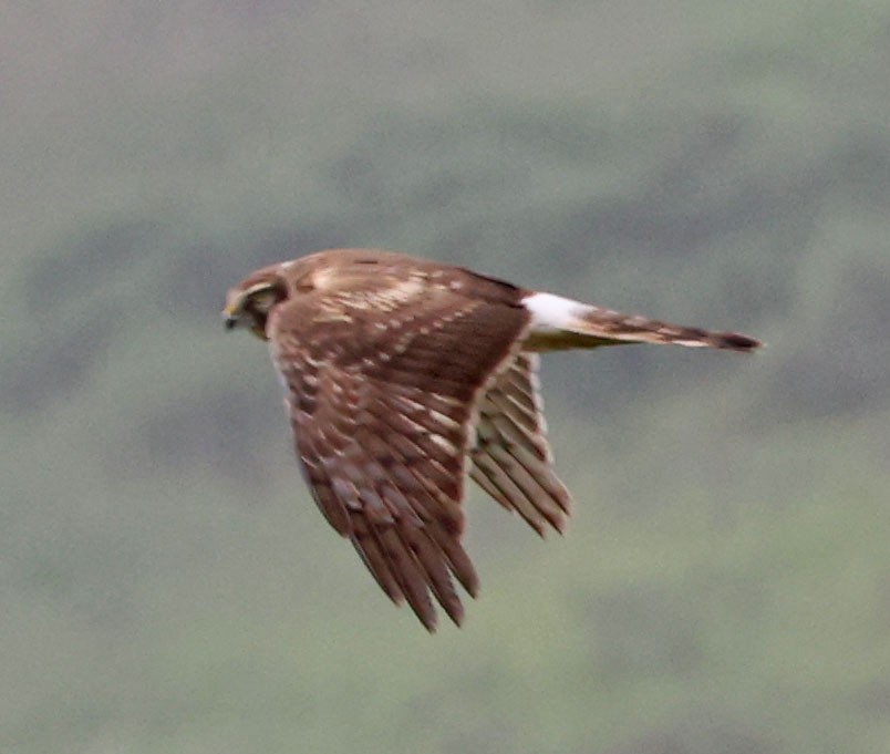 Northern Harrier - ML649368922