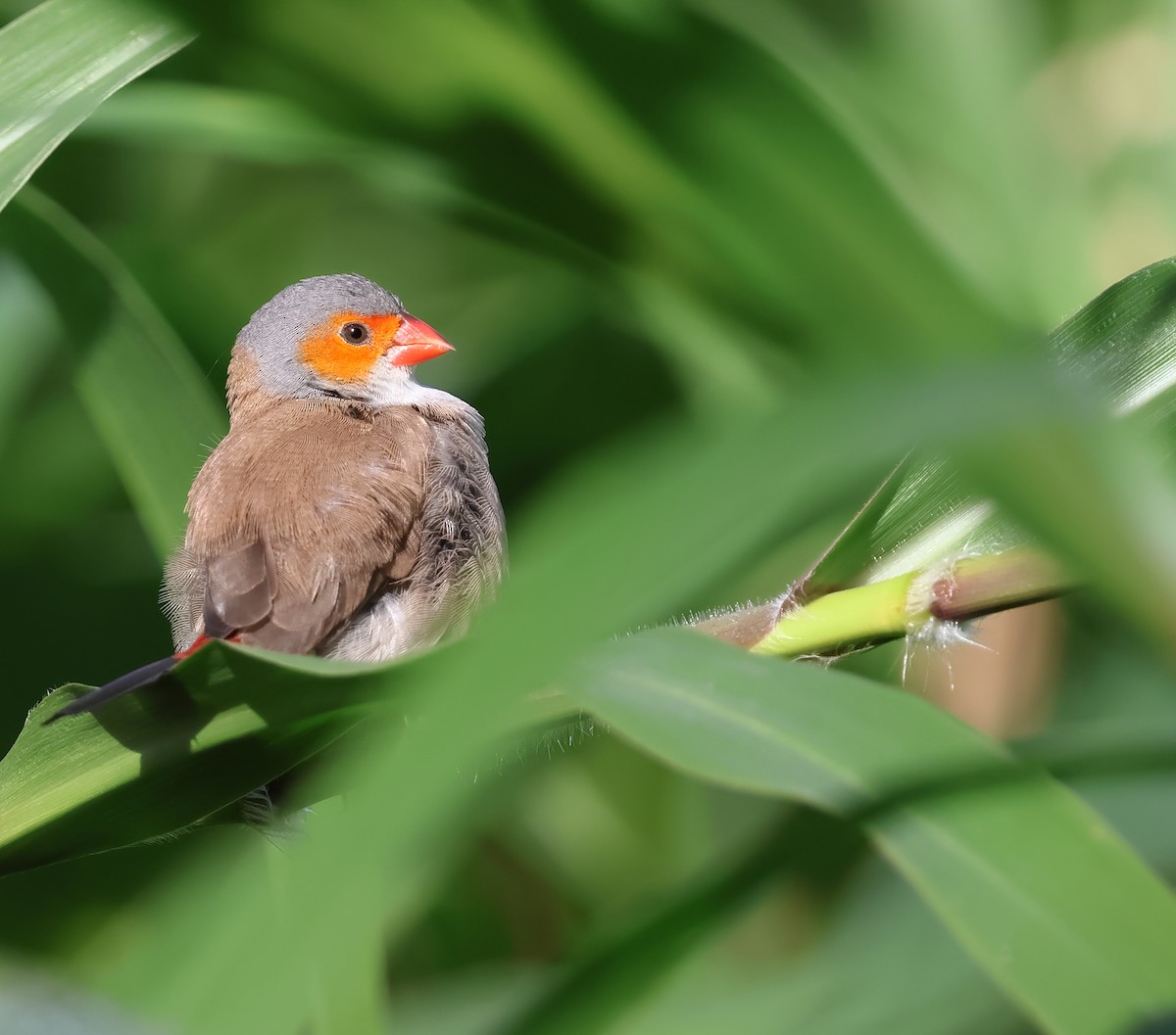 Orange-cheeked Waxbill - ML649368924