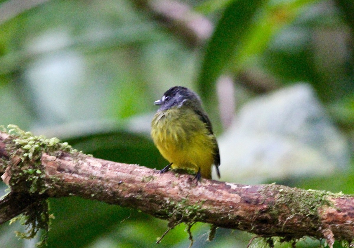 Ornate Flycatcher - ML64936901