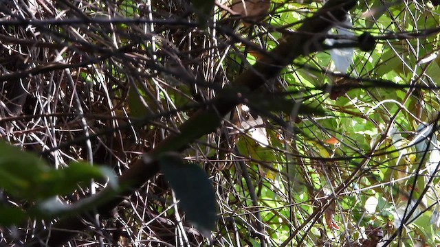 Long-billed Gnatwren - ML649369082