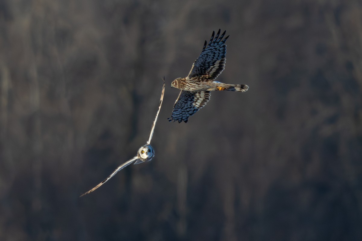 Northern Harrier - ML649369110