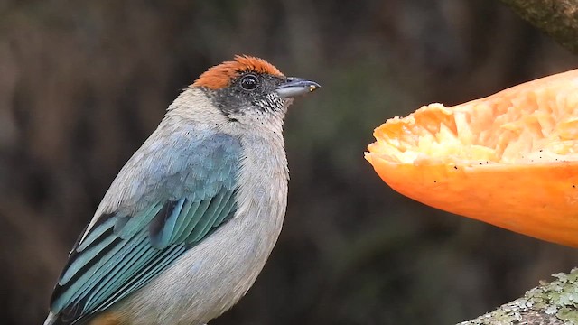 Scrub Tanager - ML649369212