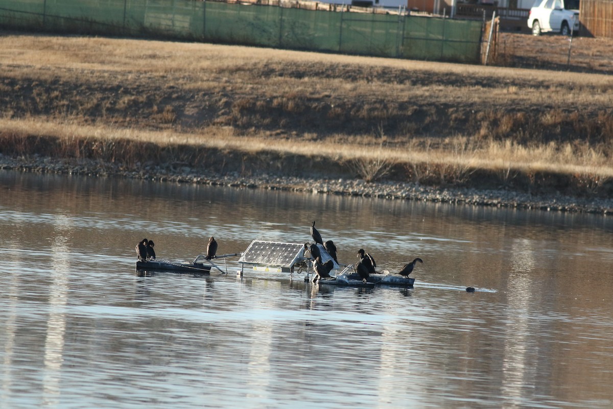 Cormoran à aigrettes - ML649369234