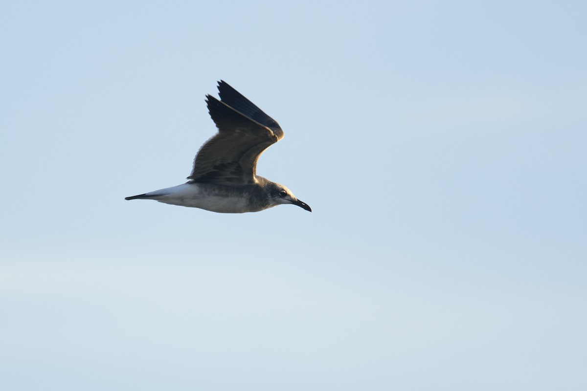 Gabbiano sghignazzante - ML649369273