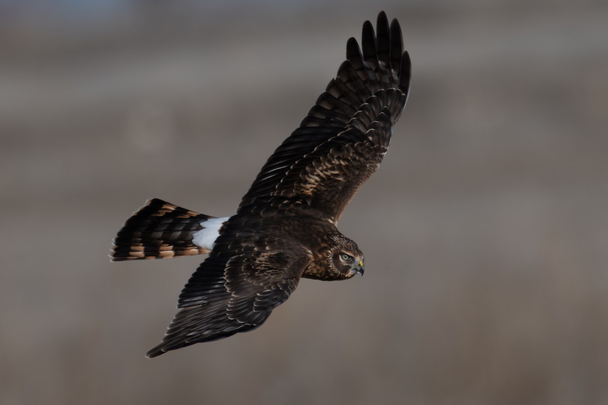 Northern Harrier - ML649369342