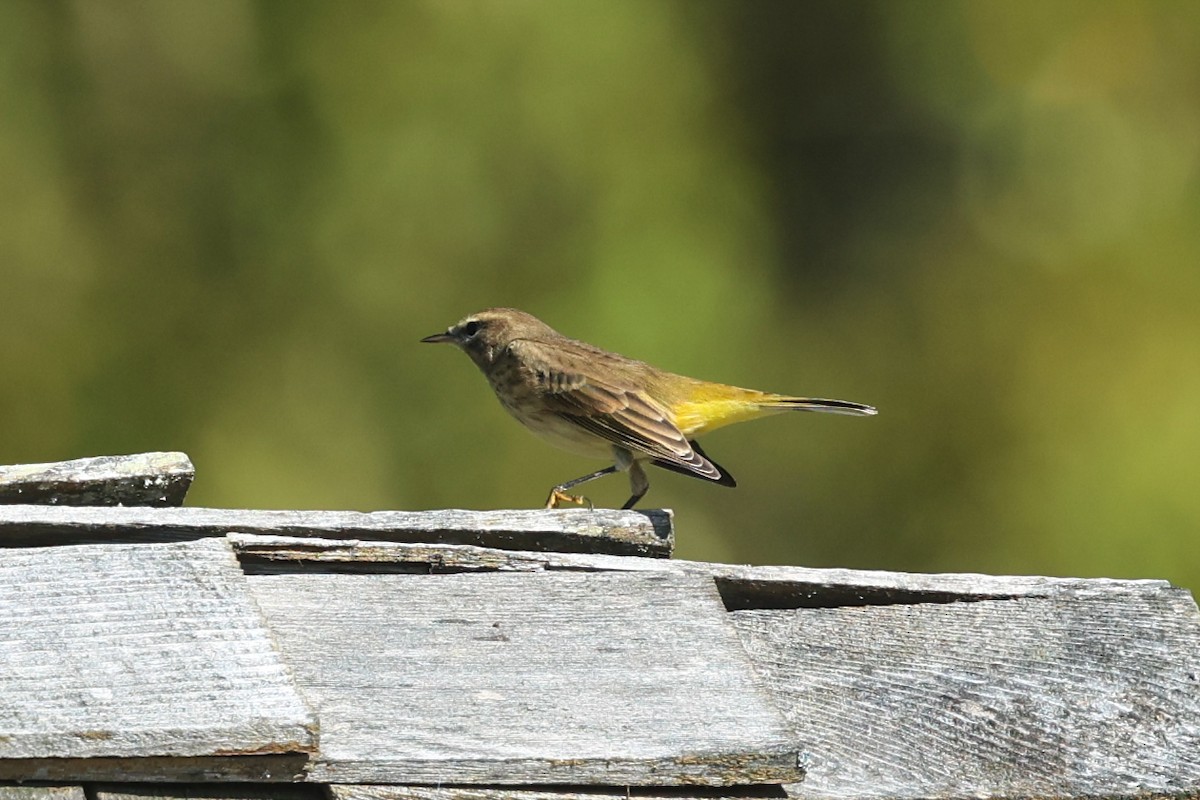 Palm Warbler (Western) - ML649369510