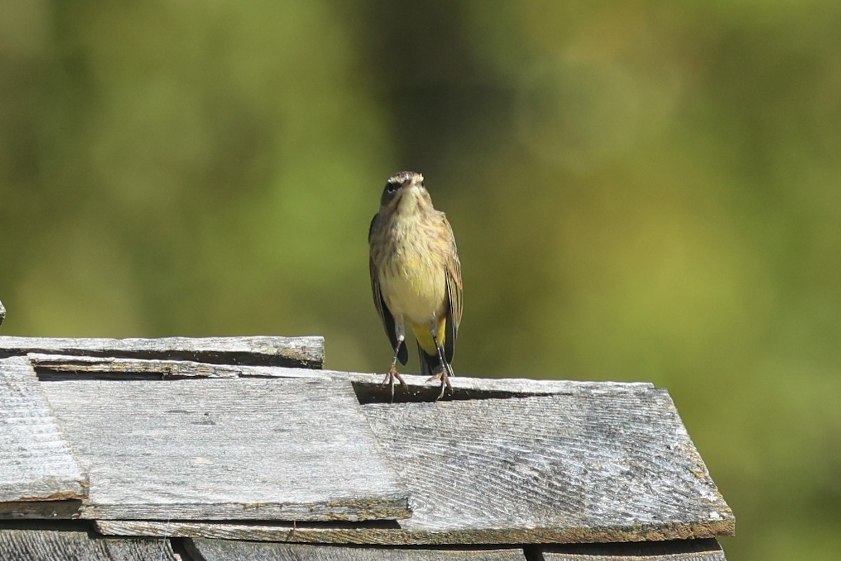Palm Warbler (Western) - ML649369511