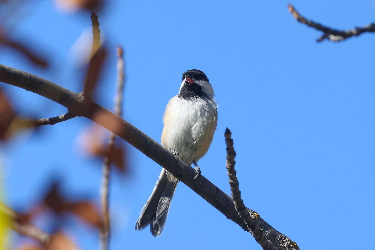 Black-capped Chickadee - ML649369520