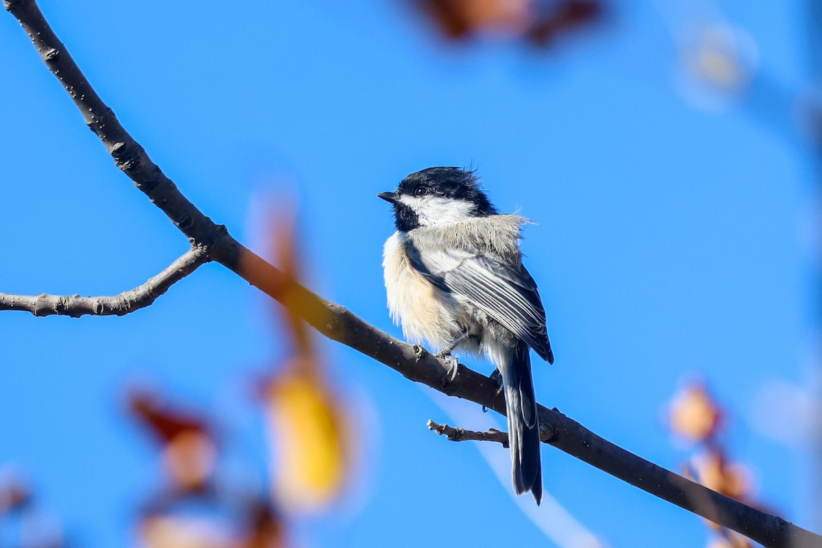 Black-capped Chickadee - ML649369521