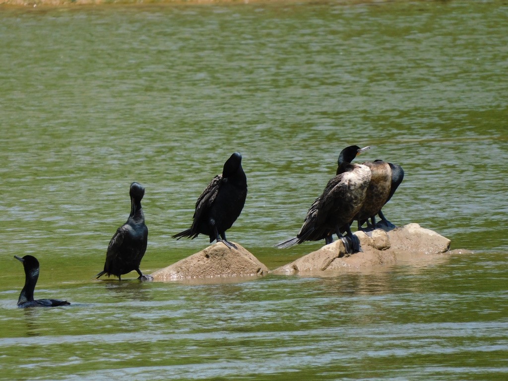 Cormoran à aigrettes - ML649369615