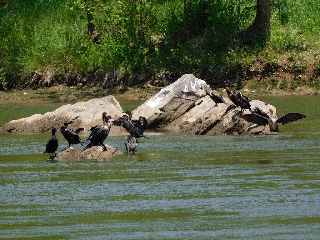 Cormoran à aigrettes - ML649369656