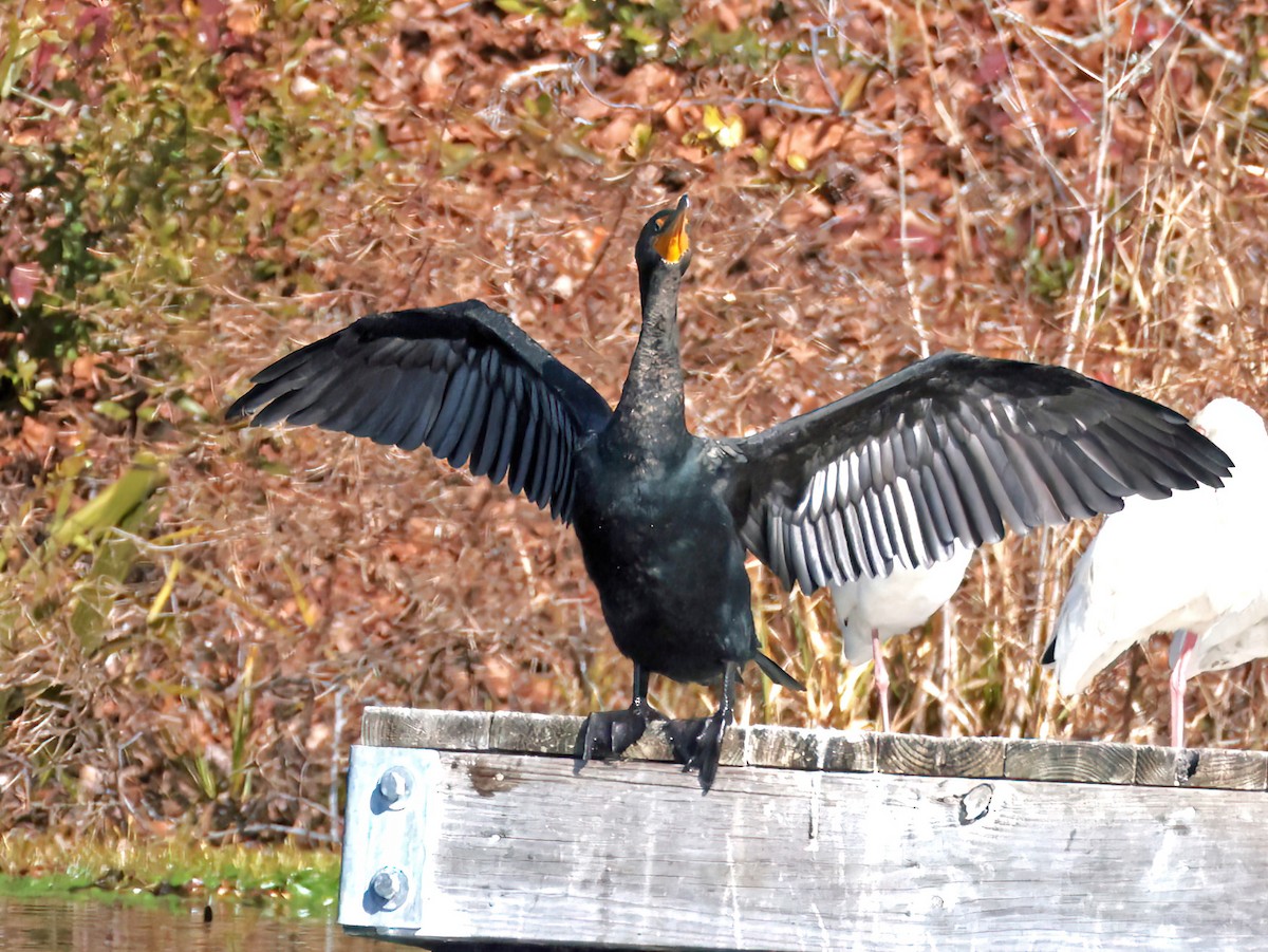 Cormoran à aigrettes - ML649369657