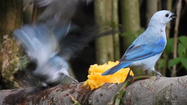 Blue-gray Tanager - ML649370207